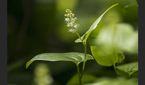 Schattenblümchen (Maianthemum bifolium)