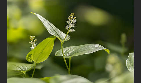 Schattenblümchen (Maianthemum bifolium)