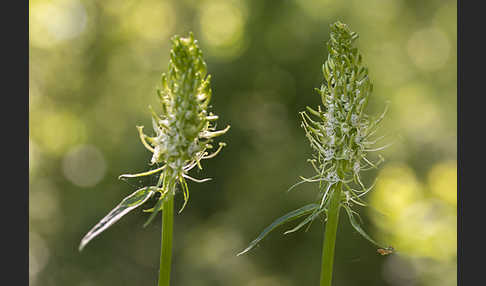 Ährige Teufelskralle (Phyteuma spicatum)