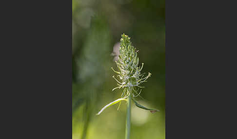 Ährige Teufelskralle (Phyteuma spicatum)