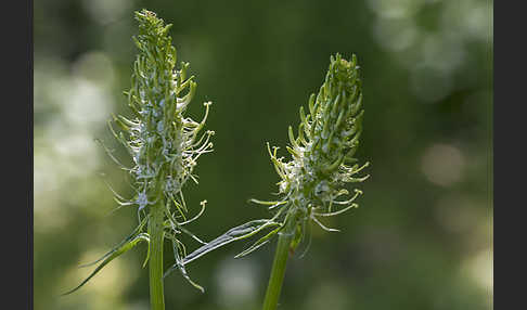 Ährige Teufelskralle (Phyteuma spicatum)