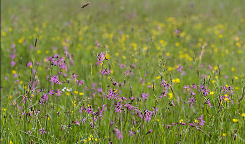 Kuckucks-Lichtnelke (Lychnis flos-cuculi)