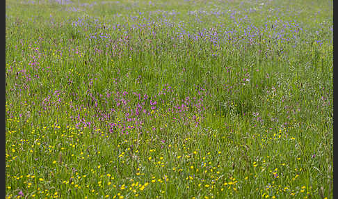 Wiesen-Glockenblume (Campanula patula)