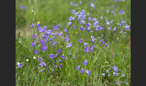 Wiesen-Glockenblume (Campanula patula)