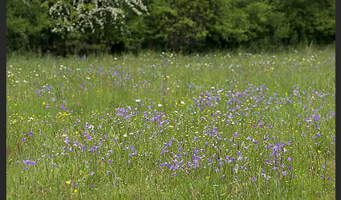 Wiesen-Glockenblume (Campanula patula)