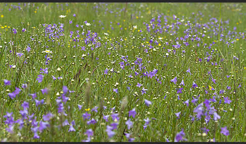 Wiesen-Glockenblume (Campanula patula)