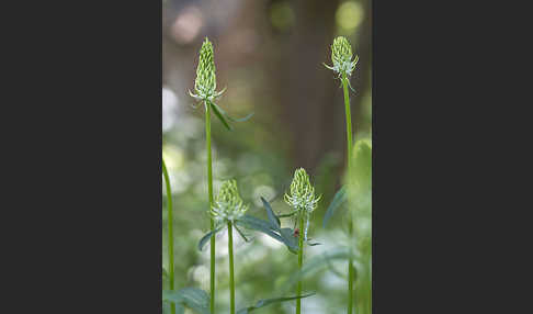 Ährige Teufelskralle (Phyteuma spicatum)