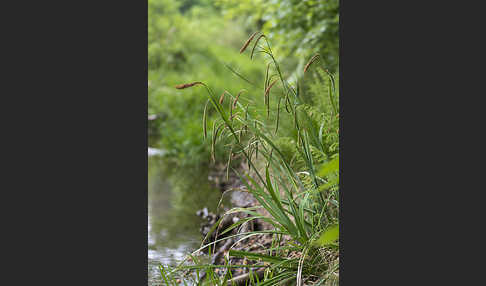 Hänge-Segge (Carex pendula)