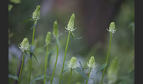 Ährige Teufelskralle (Phyteuma spicatum)