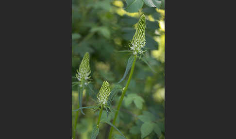 Ährige Teufelskralle (Phyteuma spicatum)