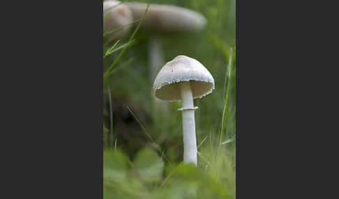 Gemeiner Egerlingsschirmling (Leucoagaricus leucothites)