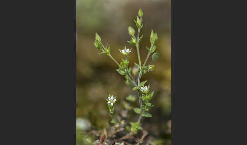 Dreinervige Nabelmiere (Moehringia trinervia)