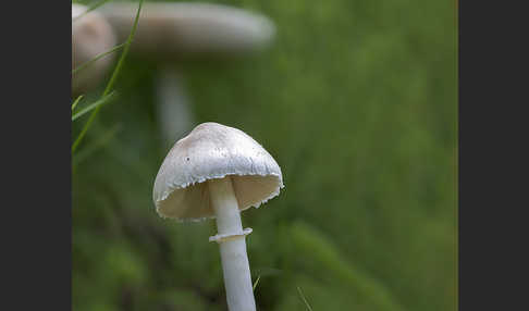 Gemeiner Egerlingsschirmling (Leucoagaricus leucothites)