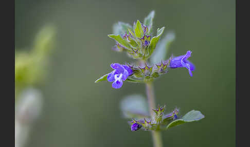 Feld-Steinquendel (Acinos arvensis)