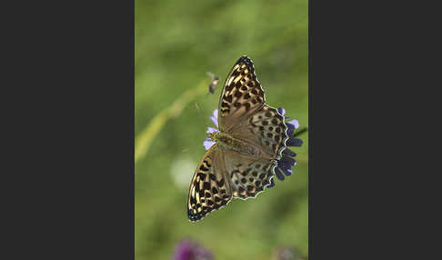 Kaisermantel (Argynnis paphia)