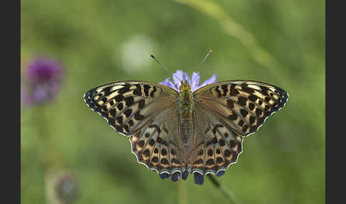 Kaisermantel (Argynnis paphia)