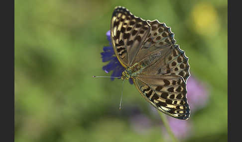 Kaisermantel (Argynnis paphia)