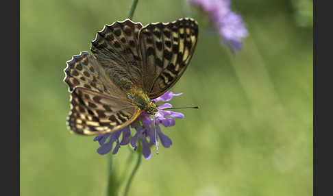 Kaisermantel (Argynnis paphia)