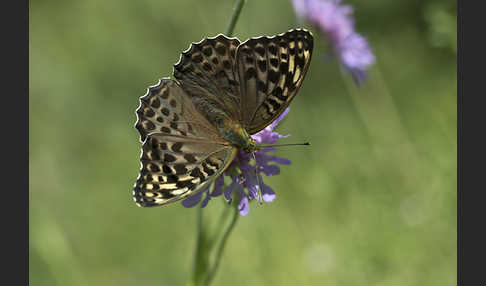 Kaisermantel (Argynnis paphia)