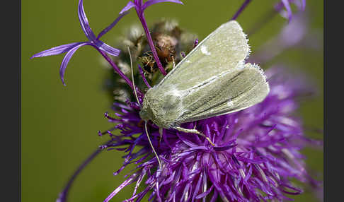 Grüneule (Calamia tridens)