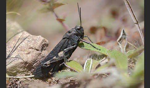 Rotflügelige Schnarrschrecke (Psophus stridulus)