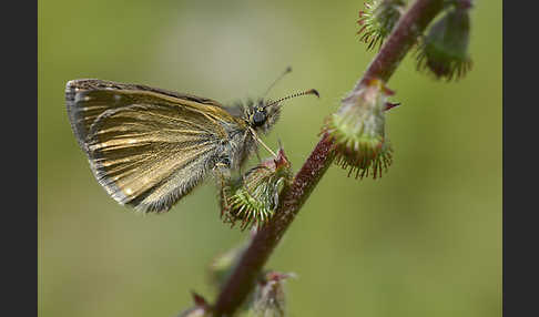 Dunkler Dickkopffalter (Erynnis tages)