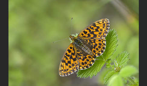 Hainveilchen-Perlmutterfalter (Boloria dia)