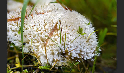 Weißer Polsterpilz (Oligoporus ptychogaster)