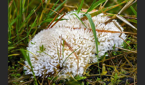 Weißer Polsterpilz (Oligoporus ptychogaster)