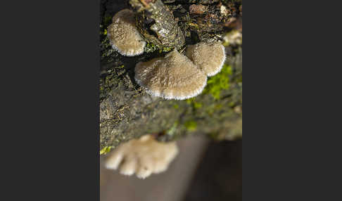 Gemeiner Spaltblättling (Schizophyllum commune)