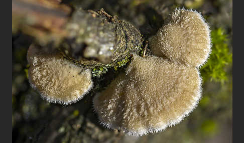 Gemeiner Spaltblättling (Schizophyllum commune)