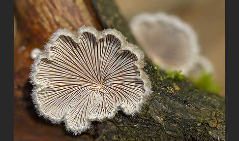 Gemeiner Spaltblättling (Schizophyllum commune)