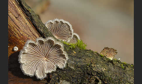 Gemeiner Spaltblättling (Schizophyllum commune)