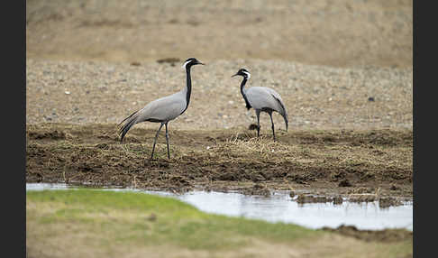 Jungfernkranich (Anthropoides virgo)