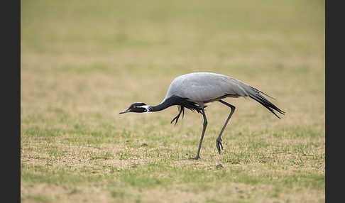 Jungfernkranich (Anthropoides virgo)