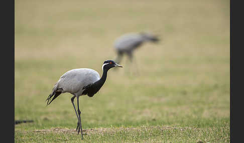 Jungfernkranich (Anthropoides virgo)