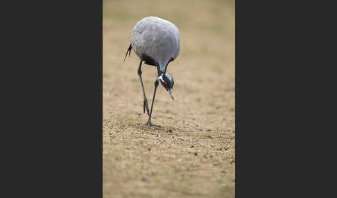 Jungfernkranich (Anthropoides virgo)