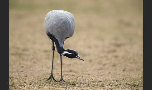 Jungfernkranich (Anthropoides virgo)