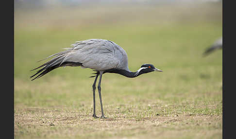 Jungfernkranich (Anthropoides virgo)