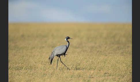 Jungfernkranich (Anthropoides virgo)