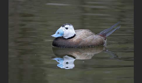 Weißkopfruderente (Oxyura leucocephala)