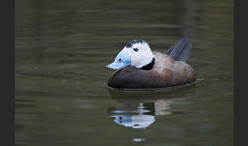 Weißkopfruderente (Oxyura leucocephala)