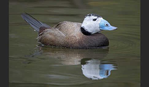 Weißkopfruderente (Oxyura leucocephala)