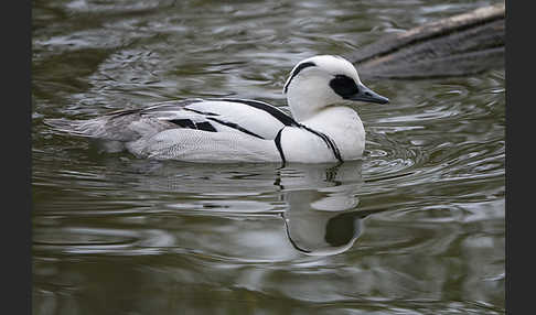 Zwergsäger (Mergus albellus)