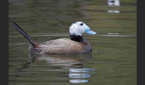 Weißkopfruderente (Oxyura leucocephala)