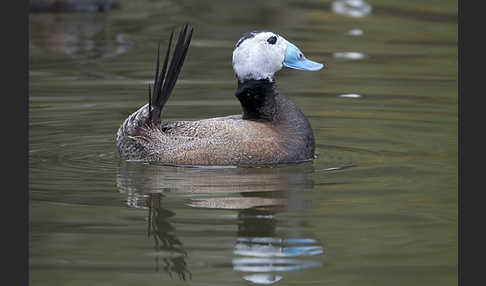 Weißkopfruderente (Oxyura leucocephala)