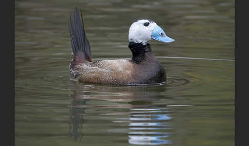 Weißkopfruderente (Oxyura leucocephala)