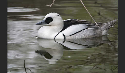 Zwergsäger (Mergus albellus)