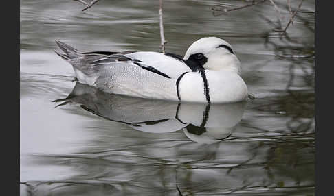 Zwergsäger (Mergus albellus)