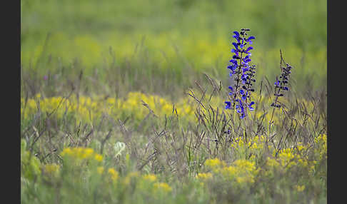 Wiesen-Salbei (Salvia pratensis)